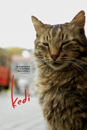 Kedi's poster