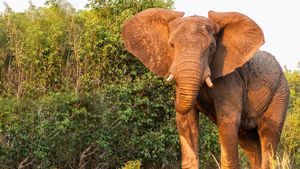 Victoria Falls: Africa's Garden of Eden's poster