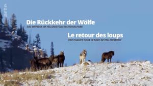 The Return of the Wolves: The Miracle in Yellowstone National Park's poster