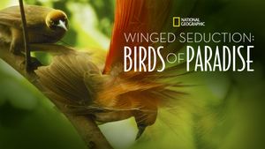 Winged Seduction: Birds of Paradise's poster