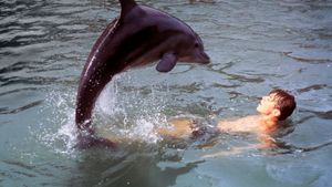 Flipper's New Adventure's poster