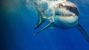 What the Shark?'s poster