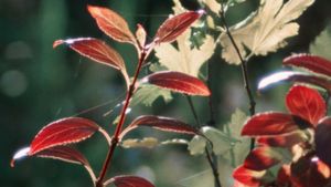 Autumn Evening's poster