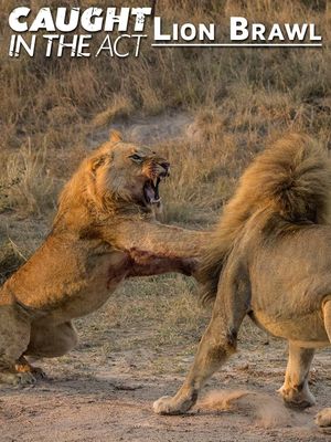 Caught in the Act: Lion Brawl's poster