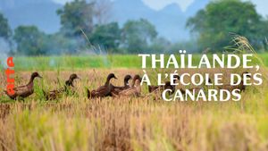 Thaïlande, à l'école des canards's poster