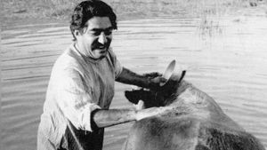 The Cow's poster