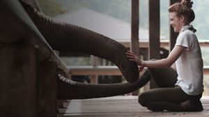 Love & Bananas: An Elephant Story's poster