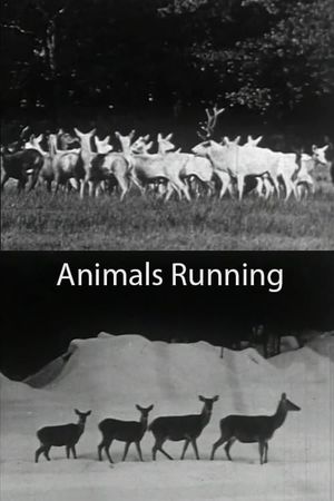 Animals Running's poster