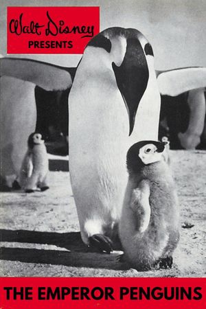 Emperor Penguins's poster