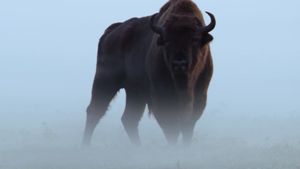 Le Bison d'Europe, colosse de la forêt's poster