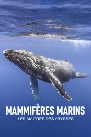 Mammifères marins, les maîtres des abysses's poster