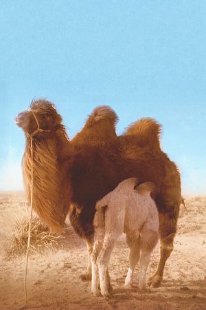 The Story of the Weeping Camel's poster