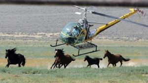 Chasing Wild Horses's poster