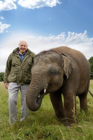 Attenborough and the Giant Elephant's poster