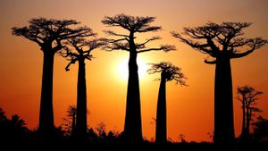Baobabs between Land and Sea's poster