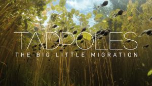 Tadpoles: The Big Little Migration's poster