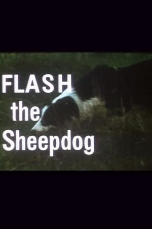 Flash the Sheepdog's poster