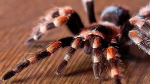 Tarantulas: The Deadly Cargo's poster
