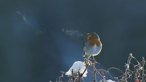 Attenborough's Wonder of Song's poster
