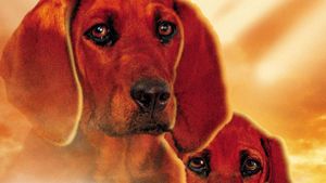 Where the Red Fern Grows's poster