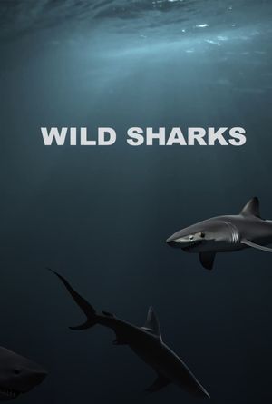 Wild Sharks's poster image