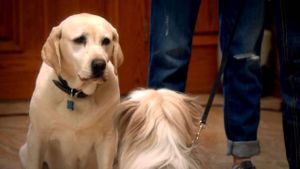 The Dog Who Saved Easter's poster