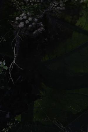 Lost Gardens's poster