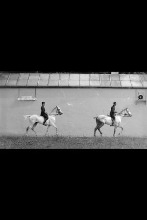 Cheval Monté, Deux Chevaux Bais Se Suivant au Pas's poster image