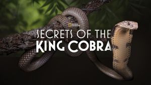 Secrets of the King Cobra's poster