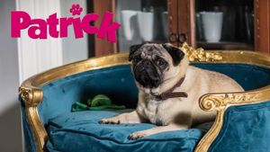 Patrick the Pug's poster