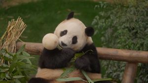My Dearest Fu Bao's poster