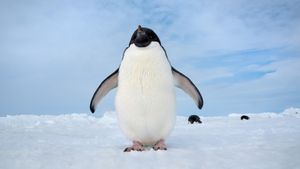 Penguins's poster