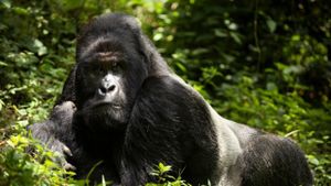 En danger : menaces sur les grands singes's poster