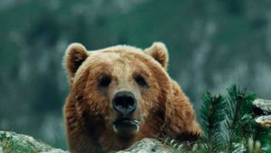 The Bear's poster