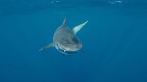 Sharkwater Extinction's poster