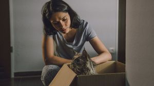 A Dysfunctional Cat's poster