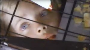 The Innocent's poster