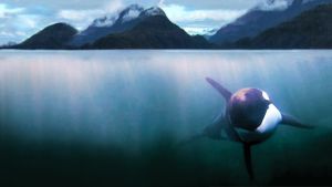The Whale's poster