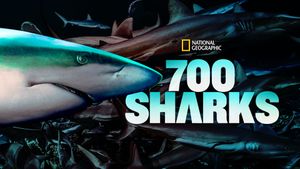 700 Sharks's poster