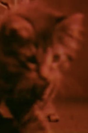 Kittens Grow Up's poster