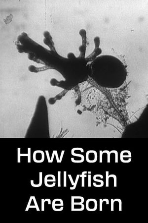 How Some Jellyfish Are Born's poster
