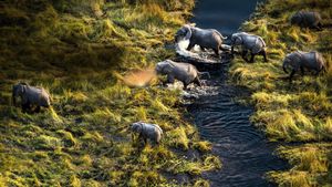 Okavango: River of Dreams - Director's Cut's poster