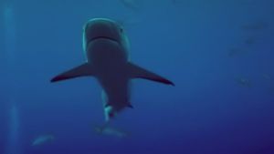 Open Water's poster