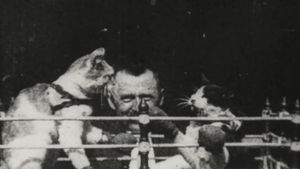 The Boxing Cats's poster