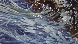 Waves's poster