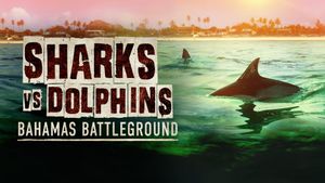 Sharks vs Dolphins: Bahamas Battleground's poster