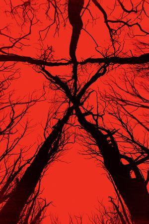 Blair Witch's poster