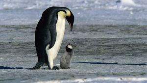 March of the Penguins's poster