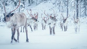 A Reindeer's Journey's poster