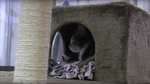A Day at the Cat Cafe's poster